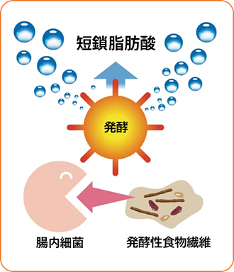 腸内細菌の働きを高める“発酵性”食物繊維とは？